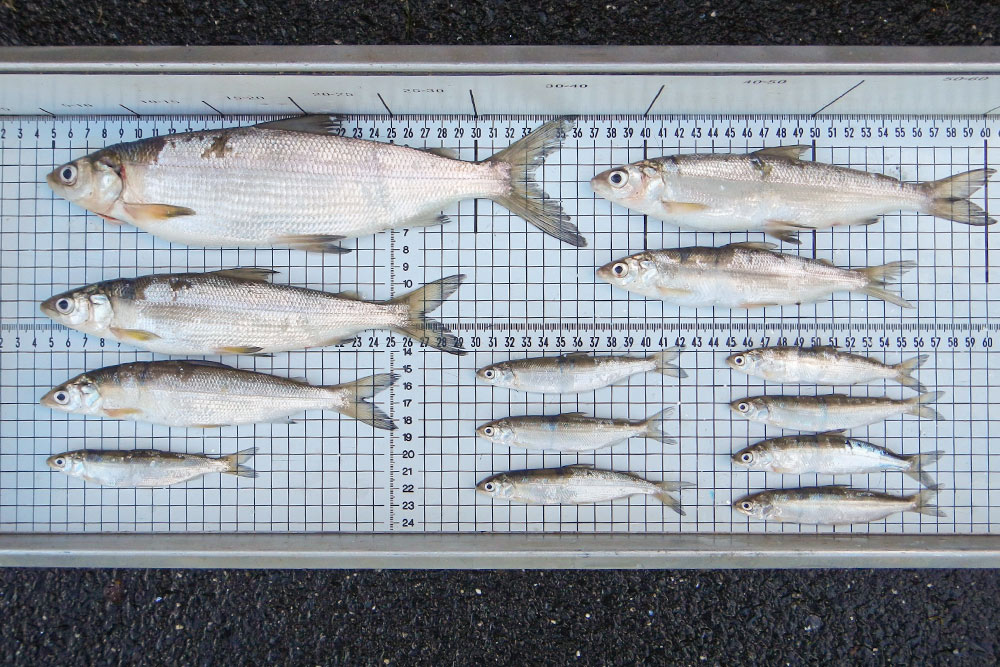 Geschenk Angler, Rastermessbrett für Fische Geschenk Angler, Rastermessbrett für Fische